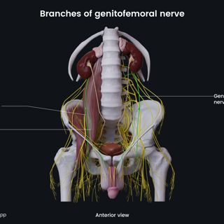 Branches of genitofemoral nerve (male pelvis) image