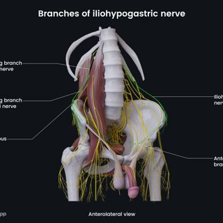Branches of iliohypogastric nerve (male pelvis) image