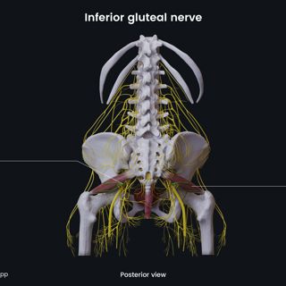 Inferior gluteal nerve (female pelvis) image