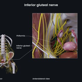 Inferior gluteal nerve (female pelvis) image