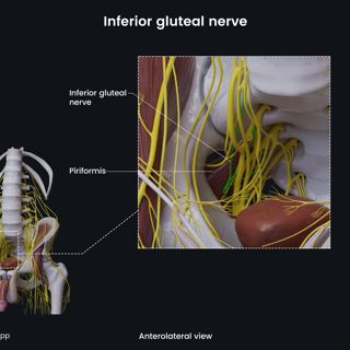 Inferior gluteal nerve (male pelvis) image