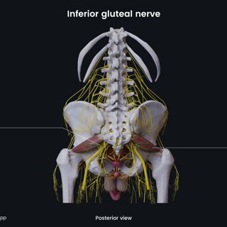 Inferior gluteal nerve (male pelvis) image