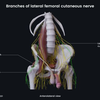 Branches of lateral femoral cutaneous nerve (male pelvis) image