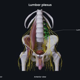 Lumbar plexus (male pelvis) image