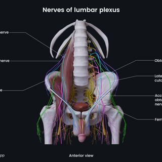 Nerves of lumbar plexus (male pelvis) image