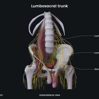 Lumbosacral trunk (male pelvis) image