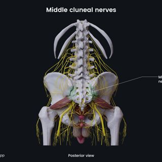 Middle cluneal nerves (male pelvis) image