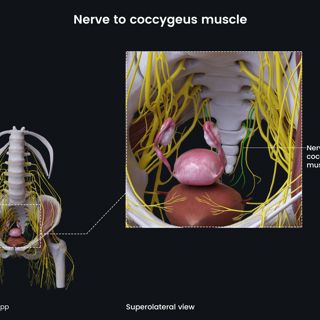 Nerve to coccygeus muscle (female pelvis) image