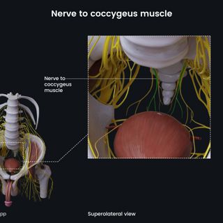 Nerve to coccygeus muscle (male pelvis) image