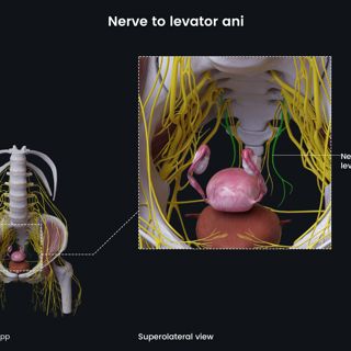 Nerve to levator ani (female pelvis) image