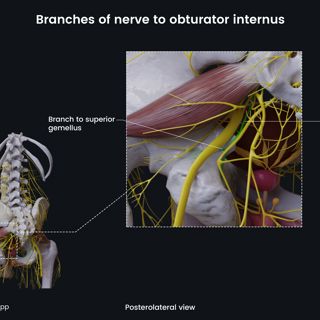 Branches of nerve to obturator internus (male pelvis) image