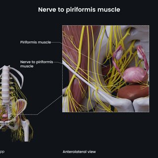 Nerve to piriformis muscle (female pelvis) image