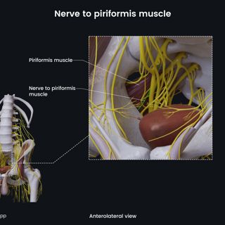 Nerve to piriformis muscle (male pelvis) image