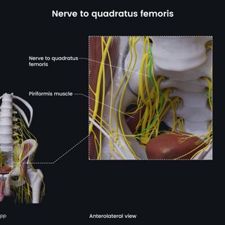 Nerve to quadratus femoris (male pelvis) image