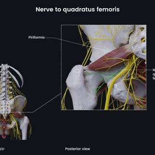 Nerve to quadratus femoris (male pelvis) image