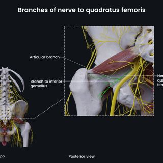 Branches of nerve to quadratus femoris (male pelvis) image
