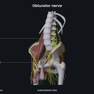 Obturator nerve (male pelvis) image