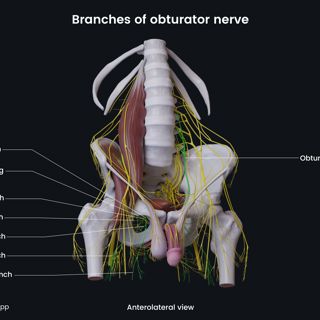 Branches of obturator nerve (male pelvis) image