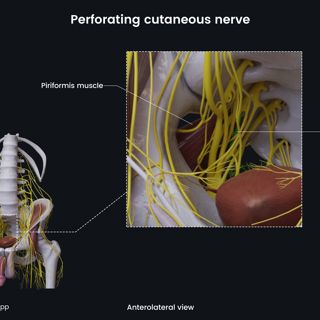 Perforating cutaneous nerve (male pelvis) image