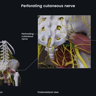 Perforating cutaneous nerve (male pelvis) image