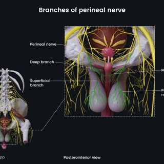 Branches of perineal nerve (male pelvis) image