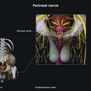 Perineal nerve (male pelvis) image
