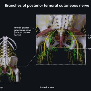 Branches of posterior femoral cutaneous nerve (female pelvis) image