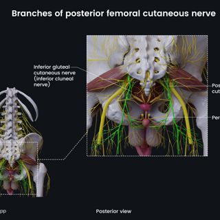 Branches of posterior femoral cutaneous nerve (male pelvis) image