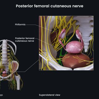 Posterior femoral cutaneous nerve (female pelvis) image