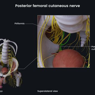 Posterior femoral cutaneous nerve (male pelvis) image