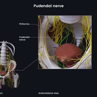 Pudendal nerve (male pelvis) image