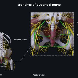 Branches of pudendal nerve (female pelvis) image