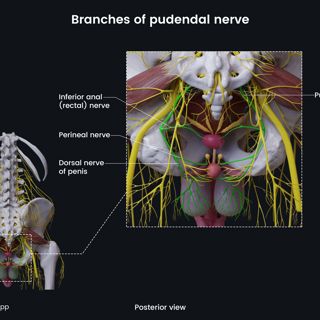 Branches of pudendal nerve (male pelvis) image
