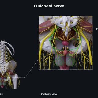 Pudendal nerve (male pelvis) image