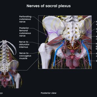 Nerves of sacral plexus (male pelvis) image