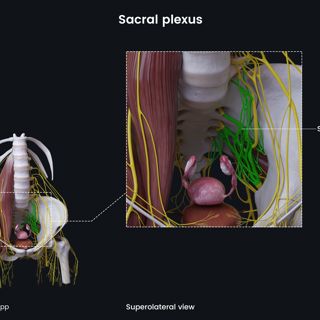 Sacral plexus (female pelvis) image