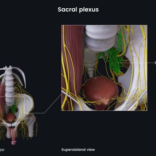 Sacral plexus (male pelvis) image