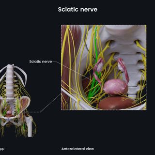 Sciatic nerve (female pelvis) image