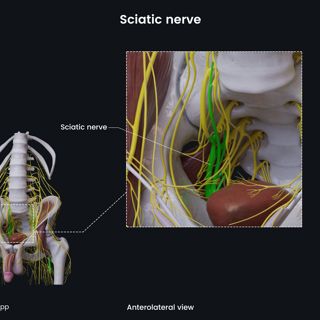 Sciatic nerve (male pelvis) image