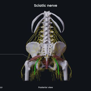 Sciatic nerve (female pelvis) image