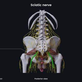 Sciatic nerve (male pelvis) image