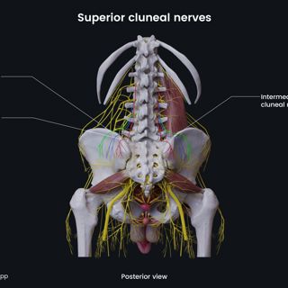 Superior cluneal nerves (male pelvis) image