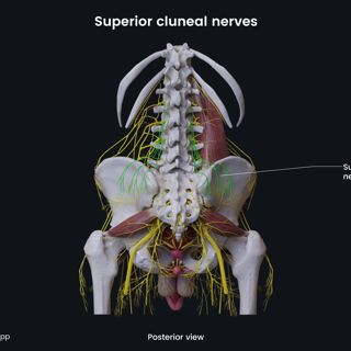 Superior cluneal nerves (male pelvis) image