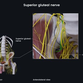 Superior gluteal nerve (male pelvis) image