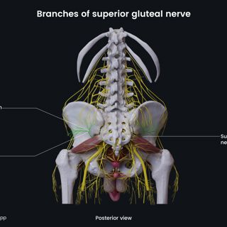 Branches of superior gluteal nerve (male pelvis) image