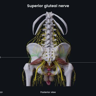 Superior gluteal nerve (male pelvis) image
