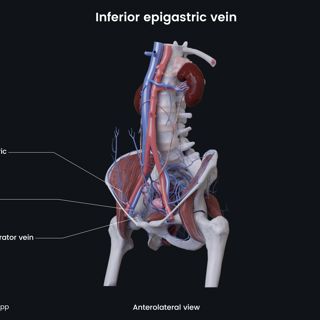 Inferior epigastric vein (female) image