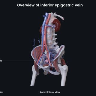 Overview of inferior epigastric vein (female) image