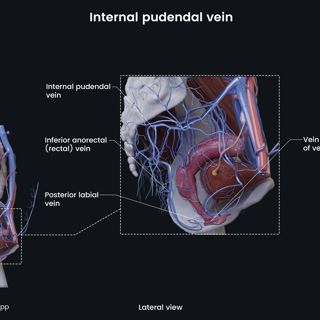 Internal pudendal vein (female) image