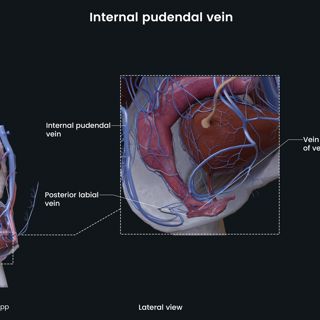 Internal pudendal vein (female) image